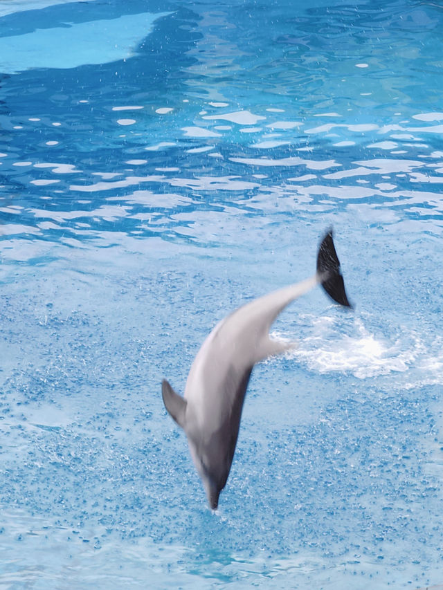 海洋公園實用攻略