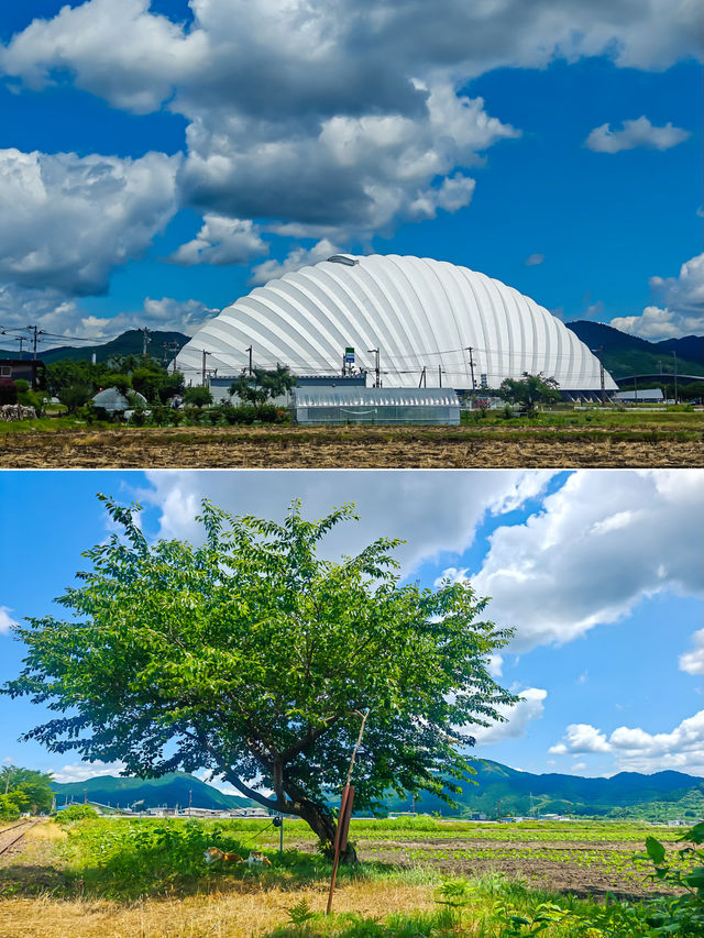 與秋田犬初次親密接觸-夏日陸奧千里行【十】。