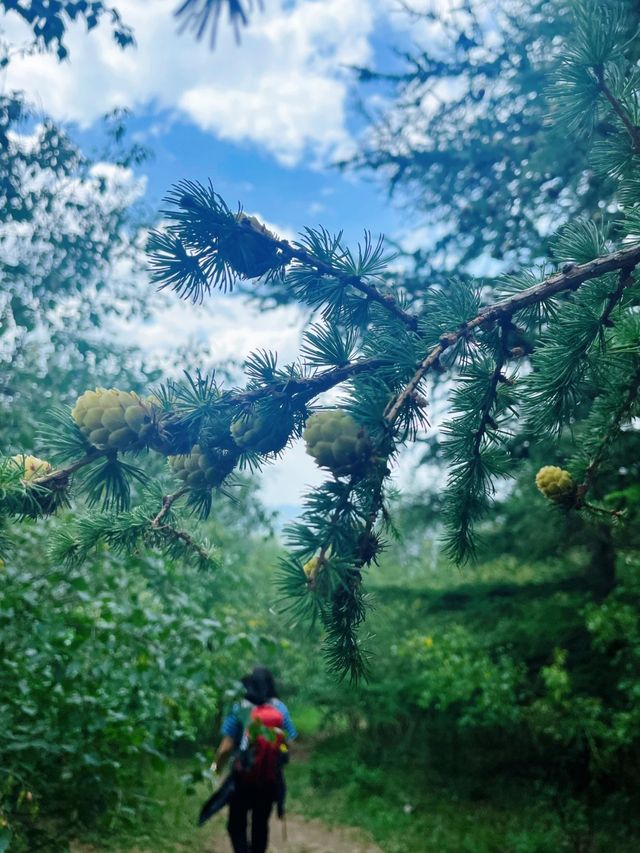 桦皮岭徒步露營體驗全攻略：走進大自然的心跳。