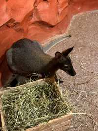 一次撸盡卡皮巴拉玄鳳鸚鵡矮腳羊柯爾鴨!