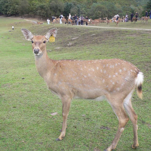 伊春嘅超高出片‖旅遊日記。