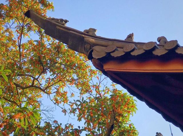 杭州桂花究竟何時來臨，「香飄杭城」呢？