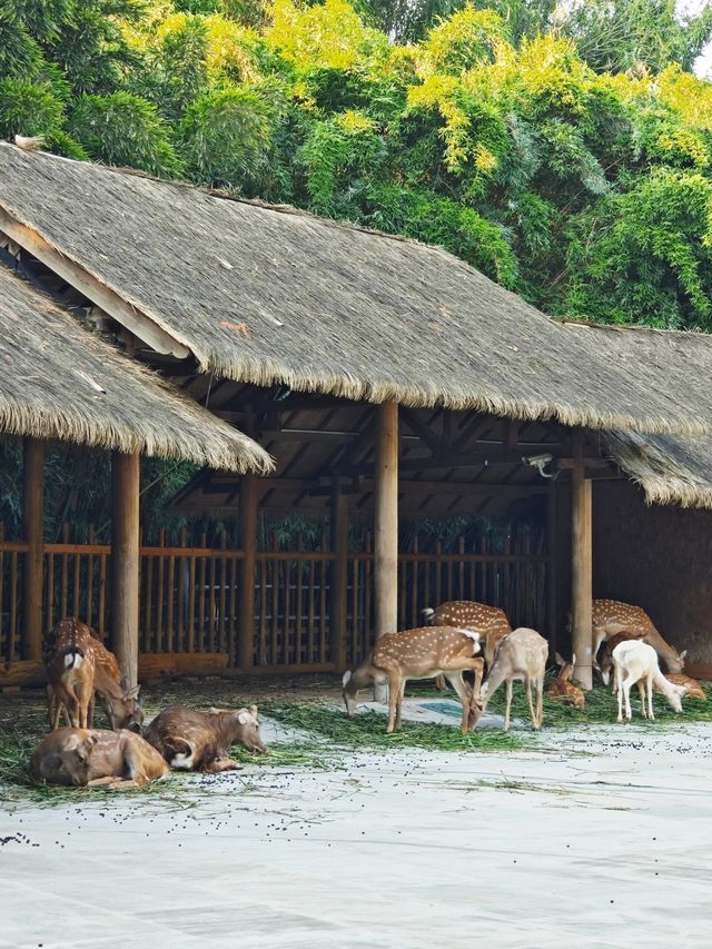 成都金沙博物館——一個讓古蜀文明活起來的地方。