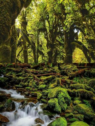 Olympic National Park is the top choice for a relaxing day trip from Seattle.