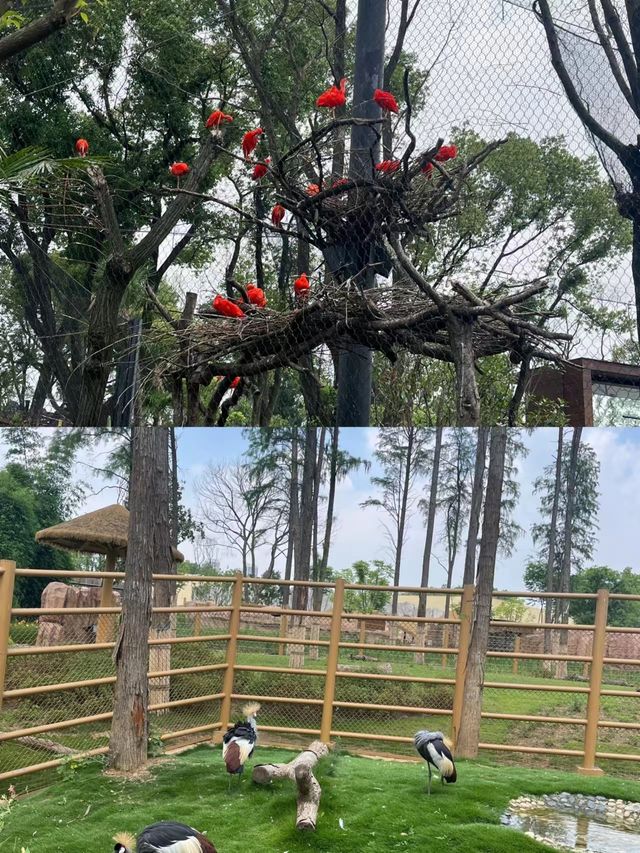 在武漢體驗感最好的動物園！零距離接觸。