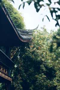 十月份的成都｜滿城盡帶桂花香。