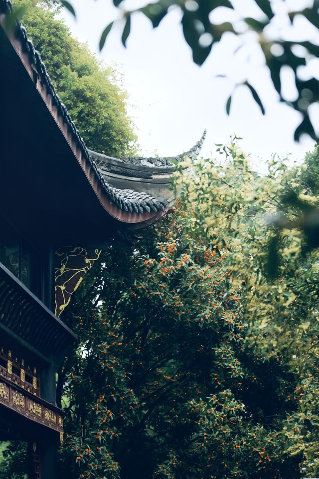 十月份的成都｜滿城盡帶桂花香。