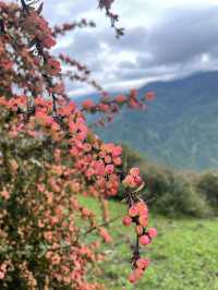 川西調色盤 牛馬見牛馬·拉拉虎。