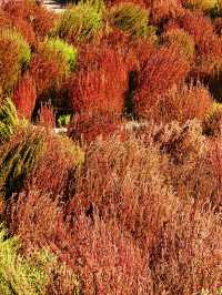 北京賞秋好去處｜去奧森看地膚草和銀杏林。