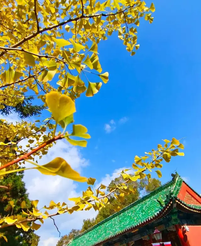 คู่มือการเช็คอินที่วัดขงจื๊อในฮาร์บิน