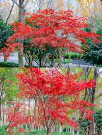 不用去京都，在武漢咱也能看紅葉。