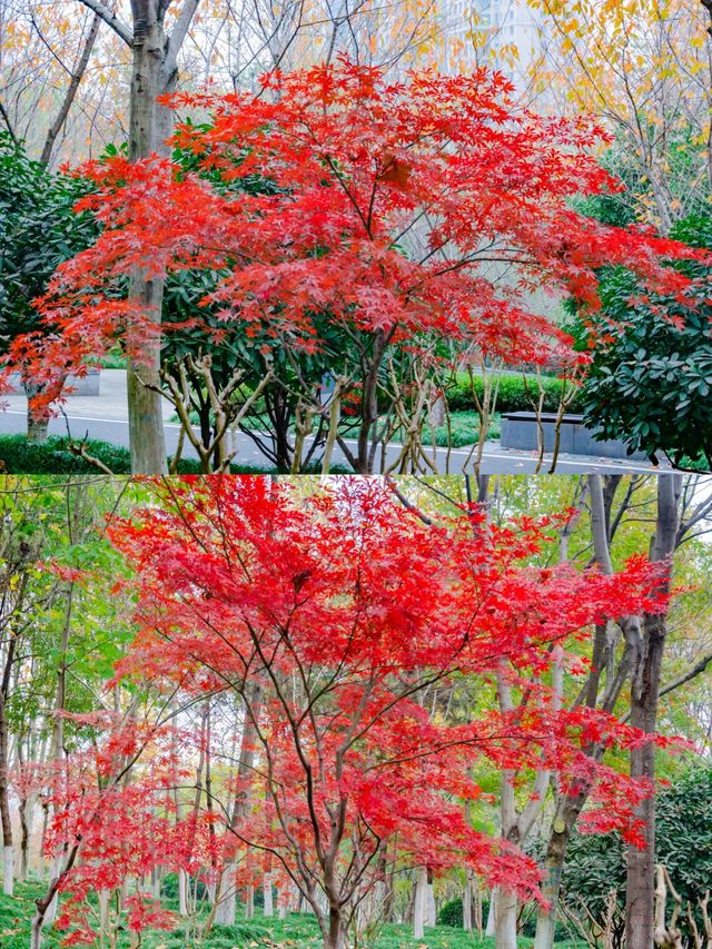 不用去京都，在武漢咱也能看紅葉。
