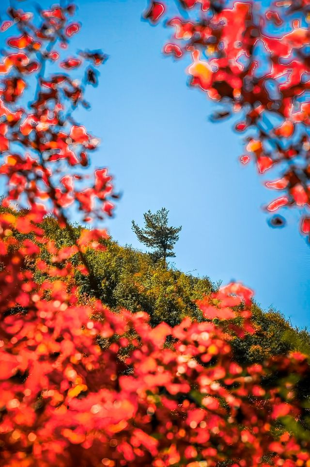 秋遊好去處，這個秋天一定要去巴山大峽谷！。