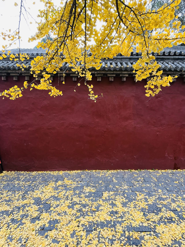 少林寺的千年古銀杏……。