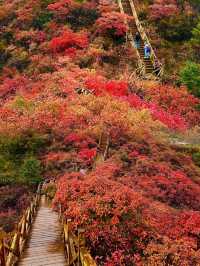 我被震撼了，滿山紅葉看得眼花繚亂。