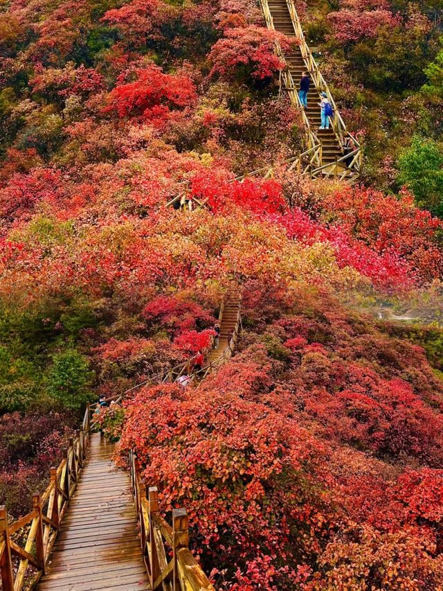 我被震撼了，滿山紅葉看得眼花繚亂。