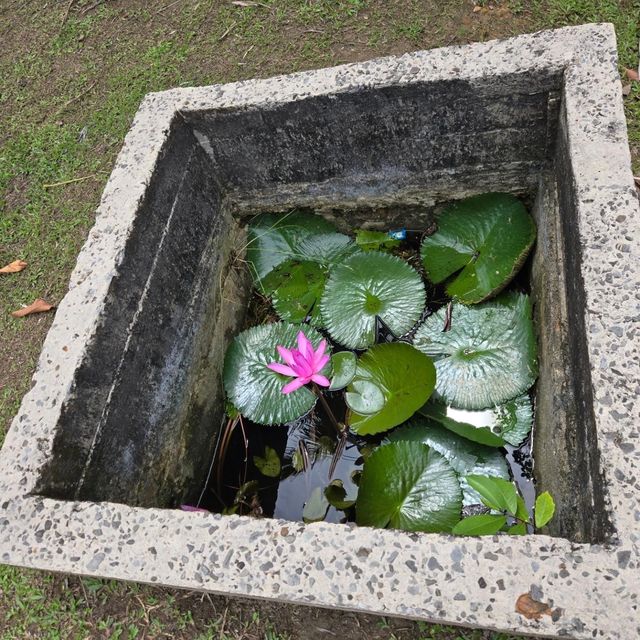 《探秘哥打京那巴魯沙巴博物館》。