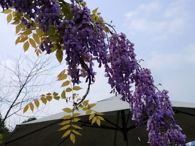 陽朔三日遊，玖壤奢華酒店超讚。