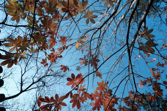 國植北園，2024年11月20日實況。