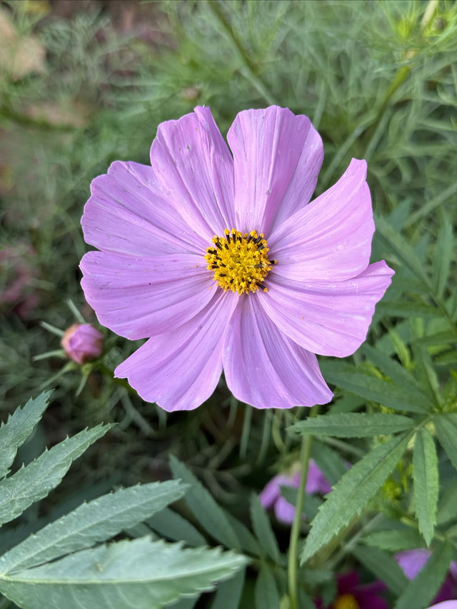 每年總要來打卡好幾次百花苑的！
