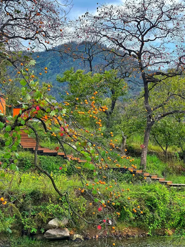 The home of sweet persimmons. 