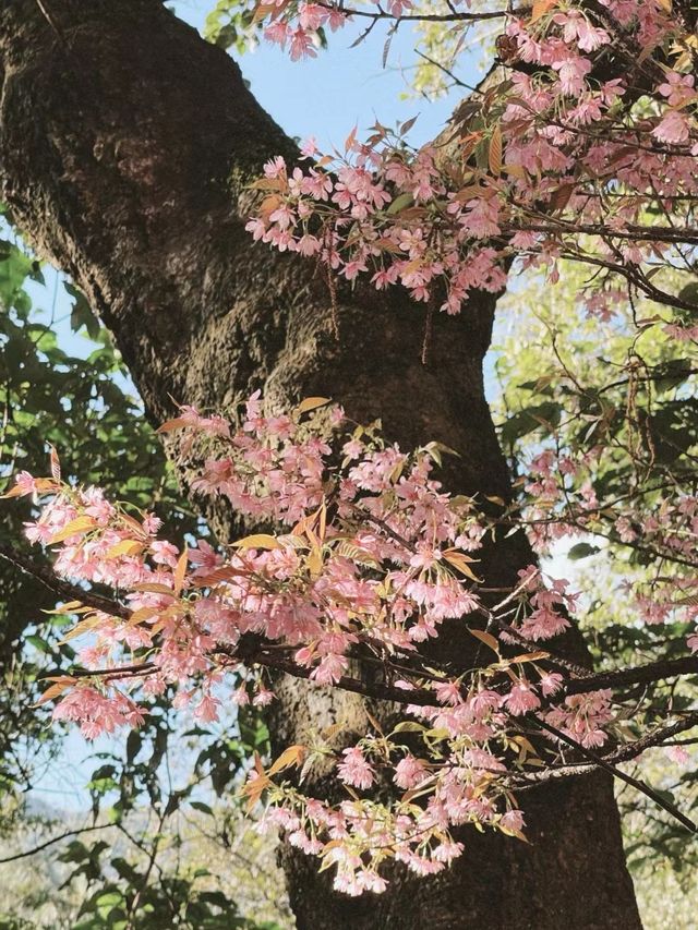大理無量山滿是粉色花海。