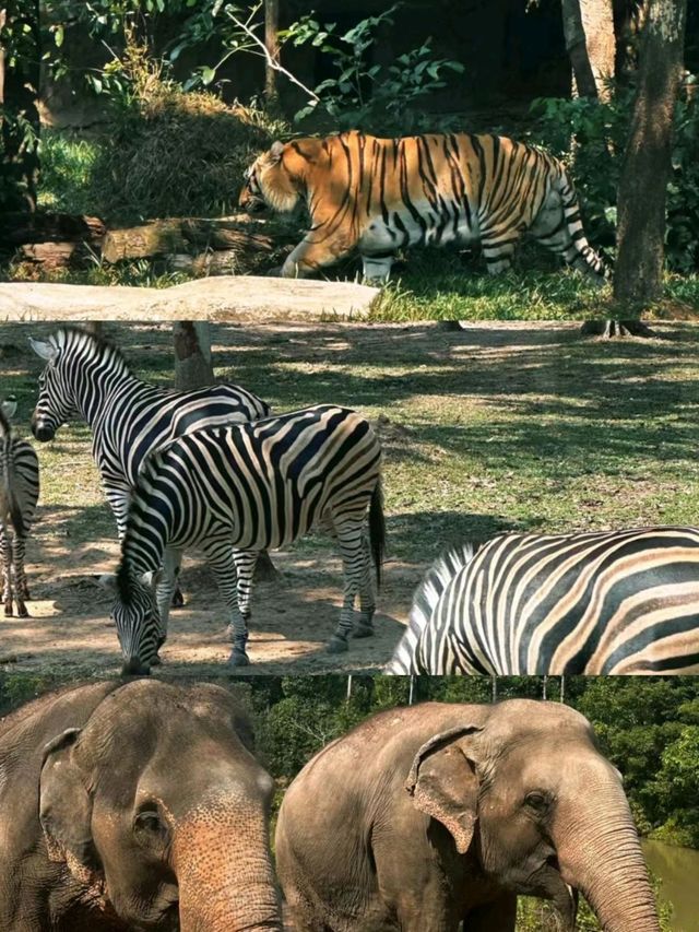 Vinpearl Safari Wildlife Park in Vietnam♥🤩