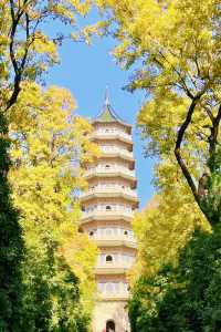 鐘山風景名勝區：燕雀湖，南京的秋日童話。