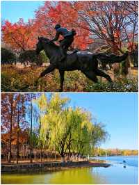 冬天來青島｜世紀公園的楓葉杉樹很驚艷（附攻略）