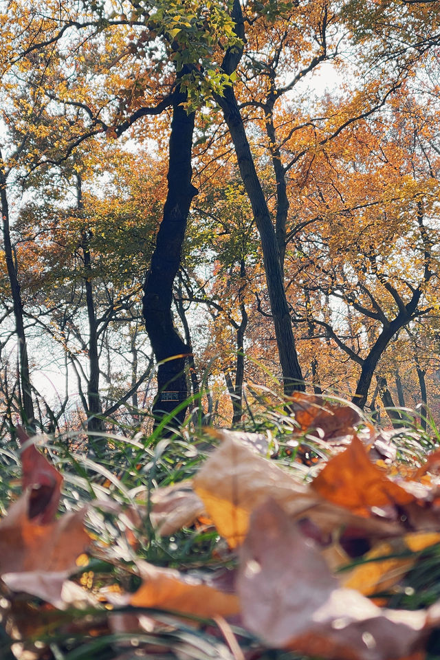 蘇州天平山｜紅橙黃綠正當時