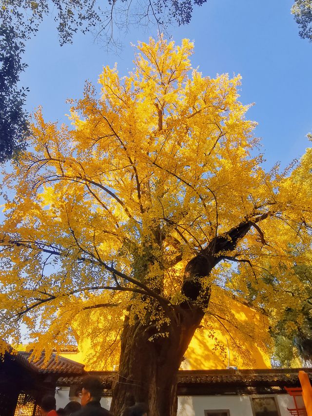 擁有千年古銀杏的能仁寺