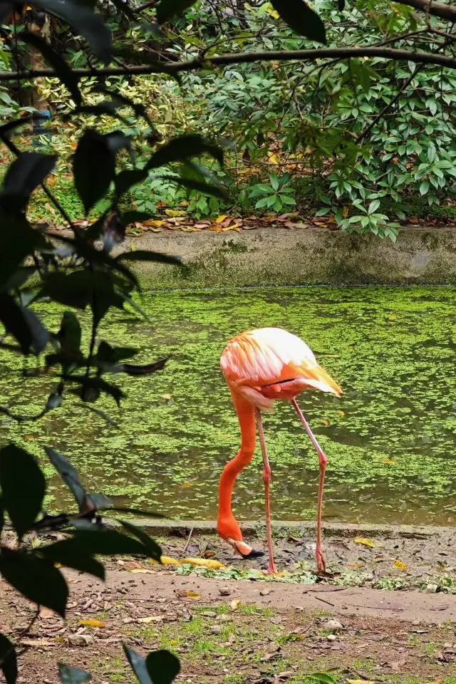 杭州動物園一日遊攻略又來看可愛顯眼包了