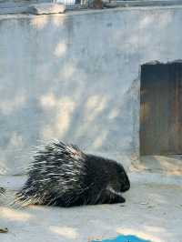冬季反向遊 | 來杭州野生動物園與動物親密互動（附攻略）