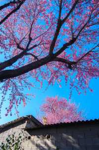 大理菜市場，冬櫻花爛大街