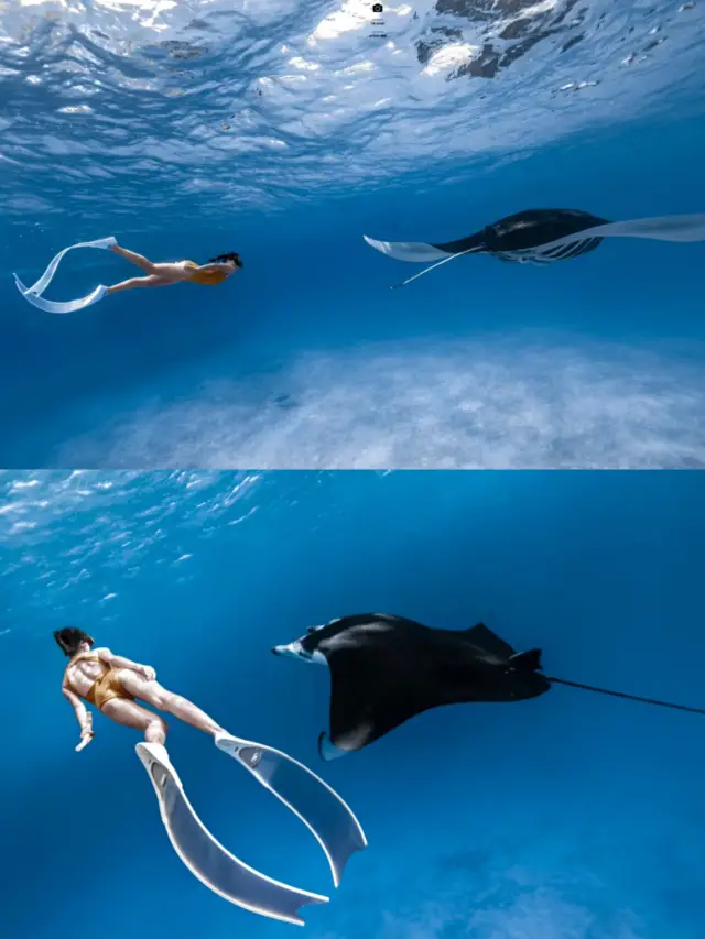 Diving in Cebu, Philippines | Oslob Whale Shark Watching