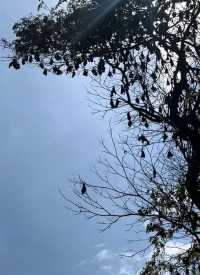 Exploring the Royal Botanic Gardens in Kandy, Sri Lanka