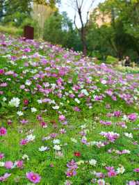 南山西麗·波斯菊花海正是賞花時候