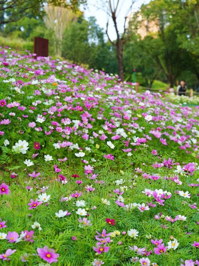 南山西麗·波斯菊花海正是賞花時候