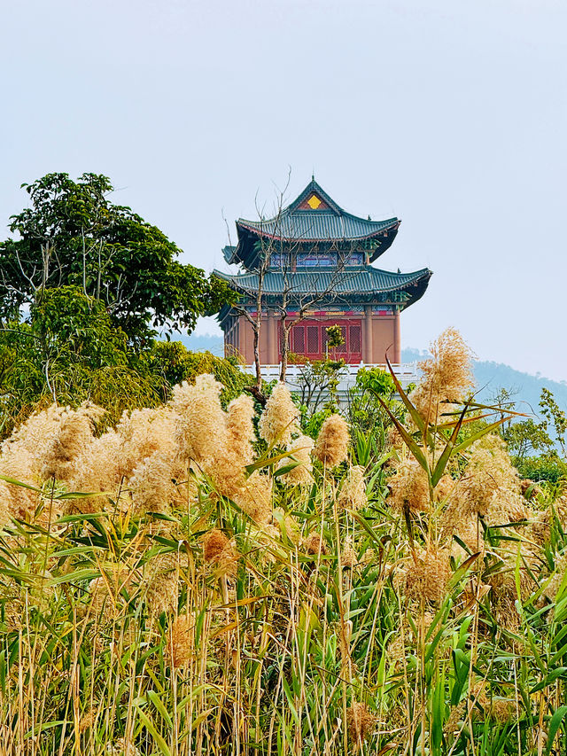 二井灣濕地公園打卡指南·珠海橫琴週末