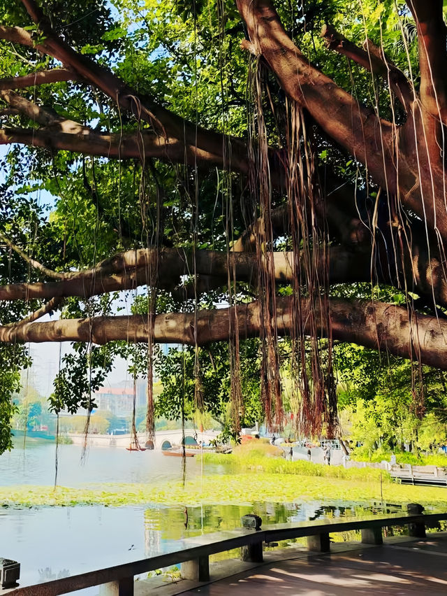 廣州荔灣湖公園，都市中的綠洲秘境🏞️