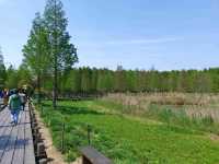 青西郊野公園遊記：探秘滬上濕地秘境
