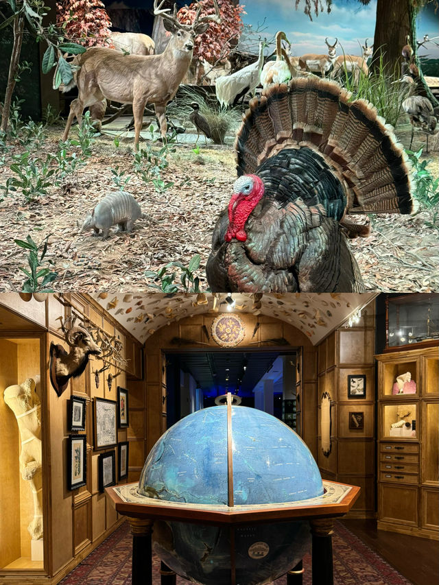 休斯頓自然科學博物館旅行全攻略：探索自然奧秘