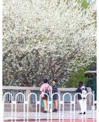2025北京三月踏春|開花日期&機位|別錯過