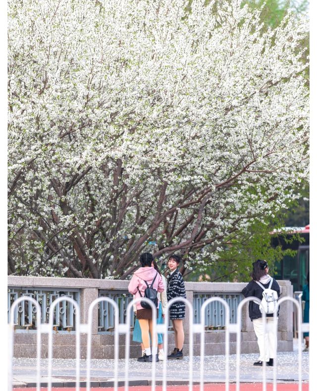 2025北京三月踏春|開花日期&機位|別錯過