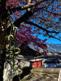 大理櫻花邂逅夢幻般的美景