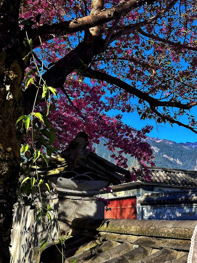 大理櫻花邂逅夢幻般的美景