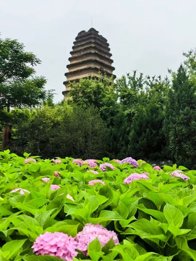 太美了，西安繡球花海預計下周達到鼎盛！