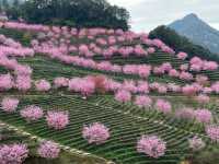廣東梅州陰那山｜春日快奔赴一場浪漫花約