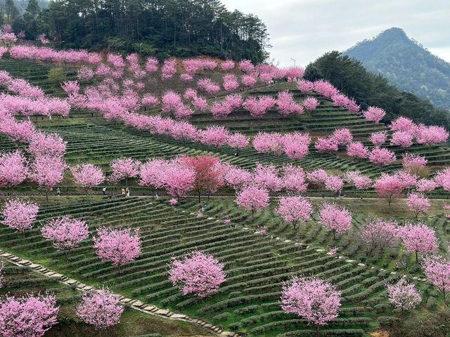 廣東梅州陰那山｜春日快奔赴一場浪漫花約