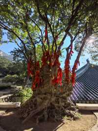 山東濟南靈巖寺｜中國四大名剎之一